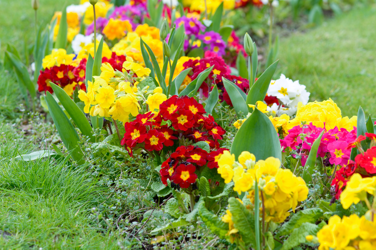 Details 48 Flores De Primavera Para Jardin Abzlocalmx